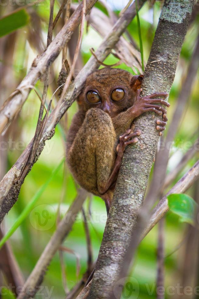 Pequeño y lindo tarsero en el árbol en un entorno natural en la isla de Bohol, Filipinas foto