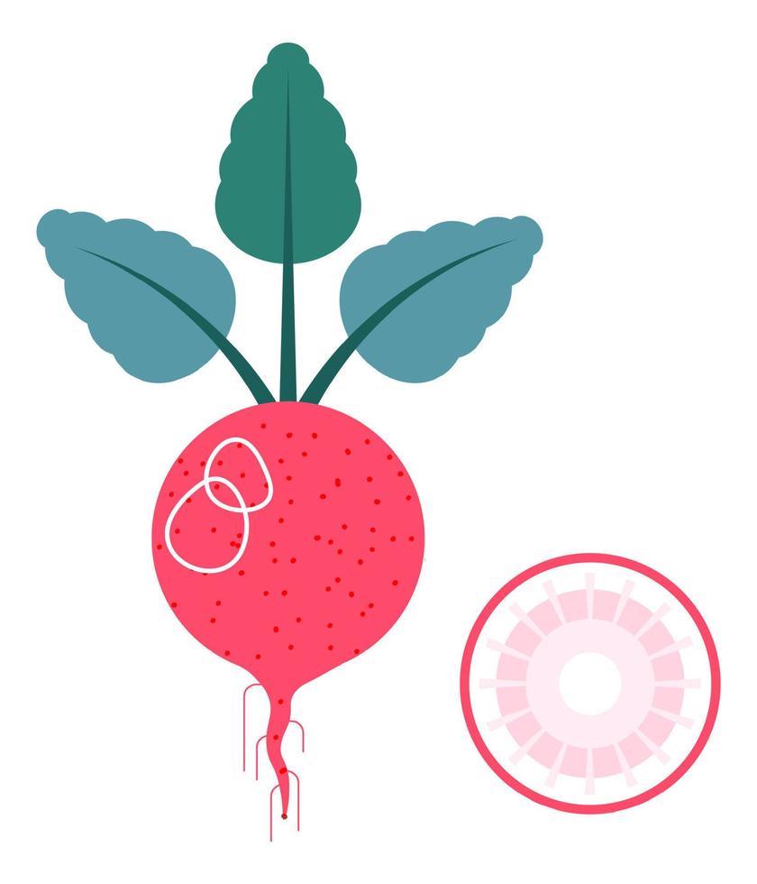 Radish vegetables, organic farm grown veggies vector