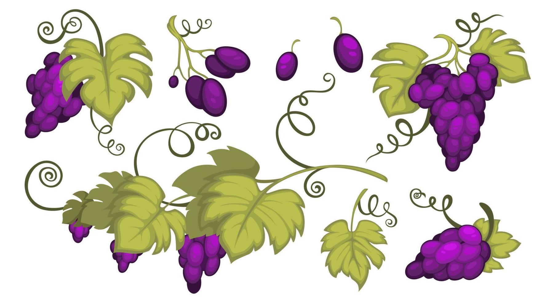 Growing grapes with berries and leaves branches vector