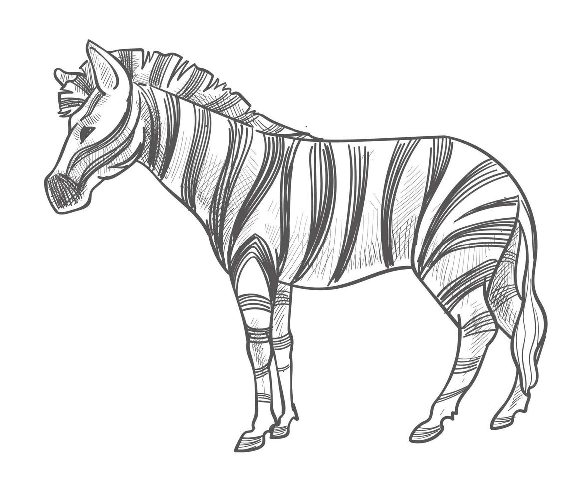 Zebra animal with stripes on fur, wildlife mammal vector