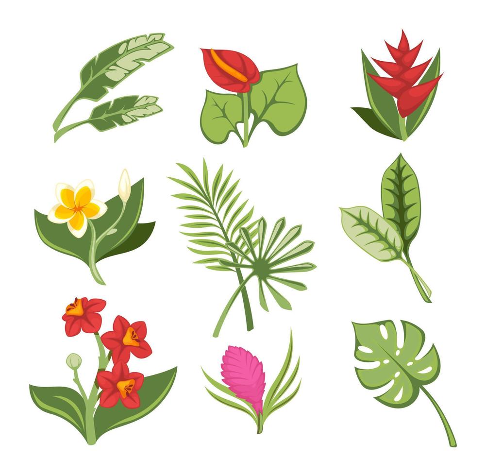 Tropical flowers and exotic botany, blossom leaves vector