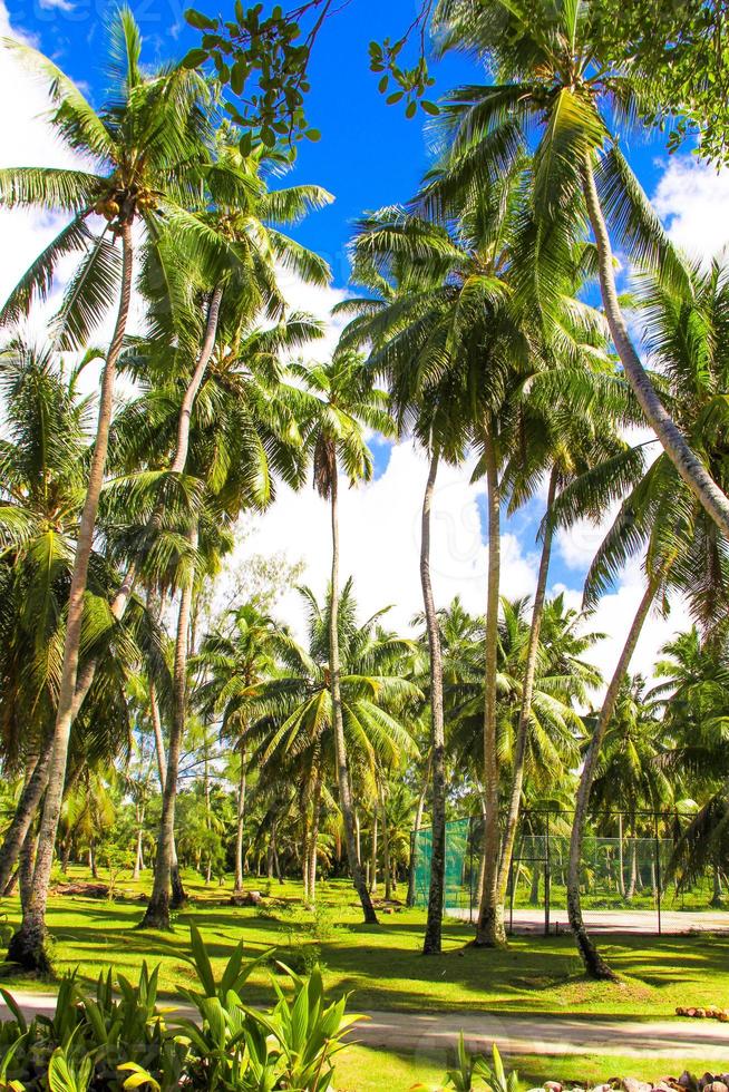 palmeras de coco en la playa de arena en seyshelles foto