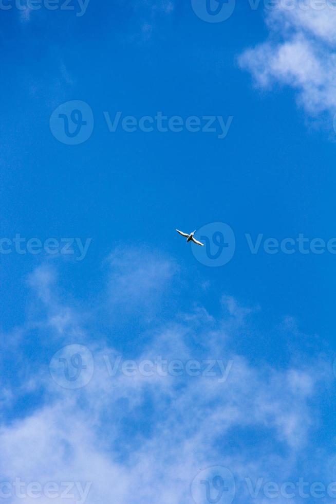 Bird flying high in the clear blue sky photo