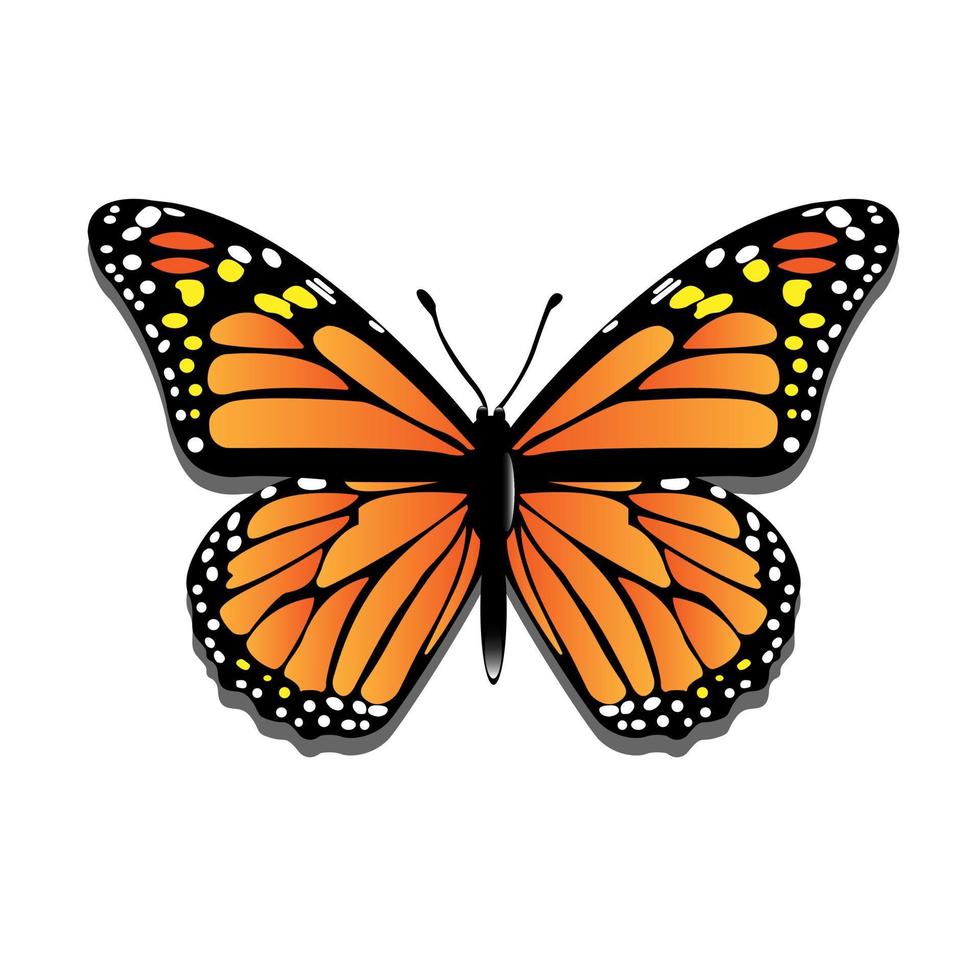 Open Wings Butterfly in Vector