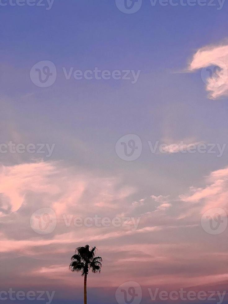 hermosa palmera de coco con un increíble cielo vívido al atardecer foto