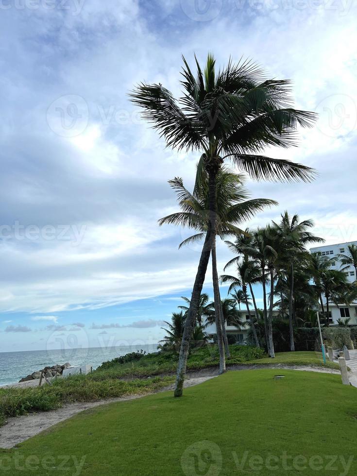 Beautiful coconut palm tree with amazing vivid sky photo