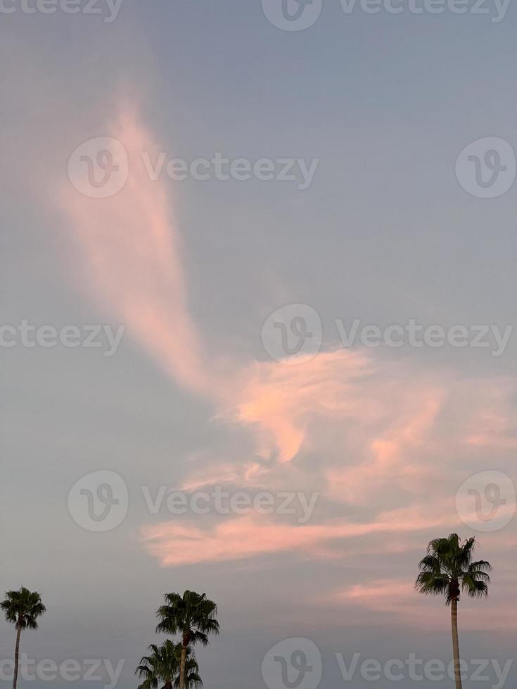 hermosa palmera de coco con un increíble cielo vívido al atardecer foto