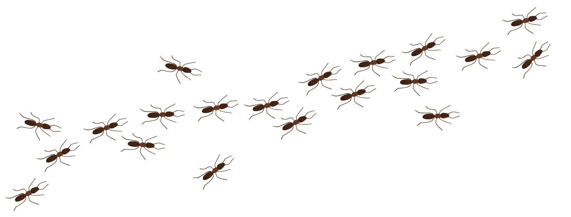 Ant trail in cartoon style vector