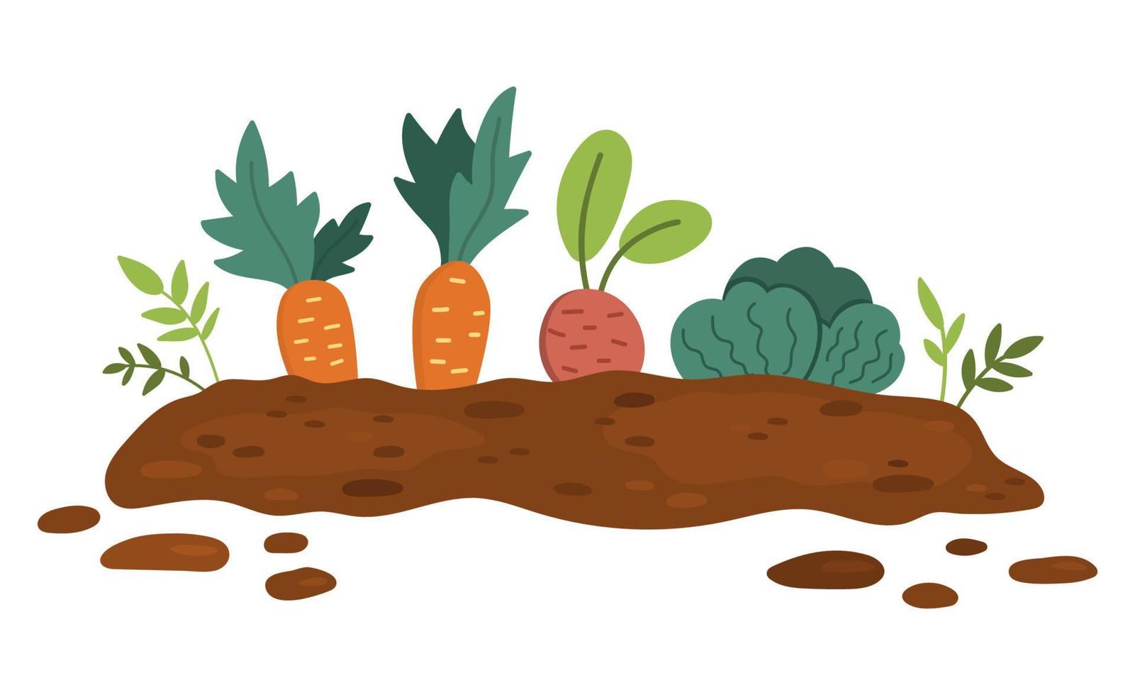 jardín vectorial brotó plantas aisladas sobre fondo blanco. ilustración de cama de vivero de vegetales de primavera plana. icono de lecho de semillas de jardinería o granja con zanahoria, repollo, remolacha vector