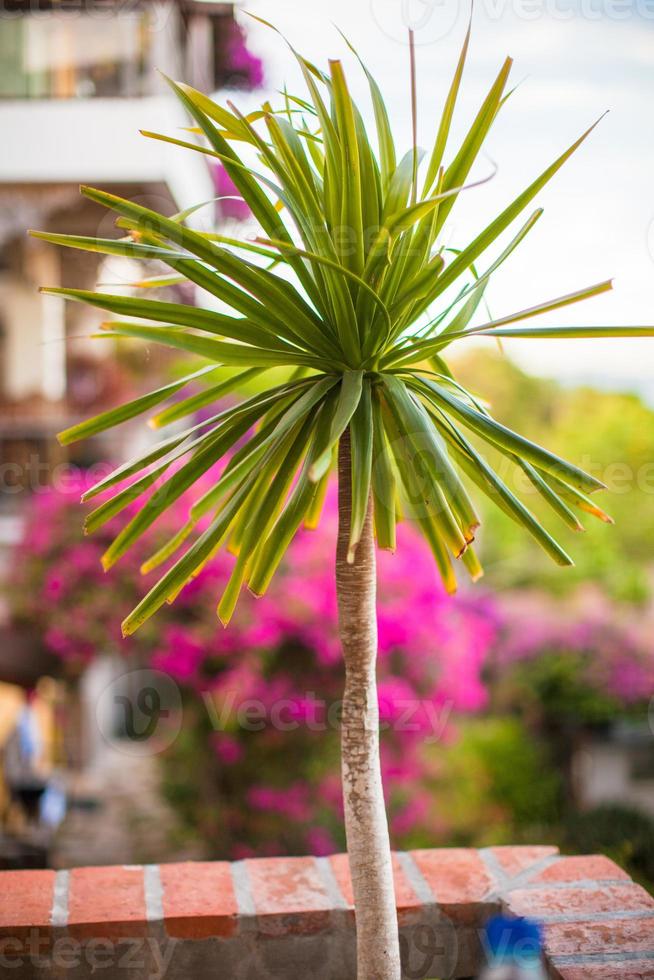 Beautiful floral balcony in a small boutique hotel photo