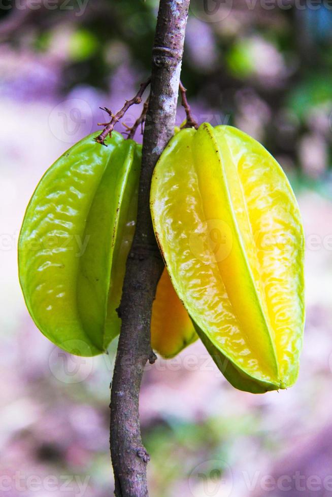 fruta de carambola o manzana estrella en un árbol tropical en seyshelles foto