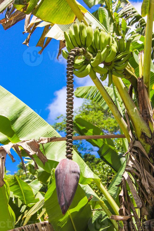 flor de plátano y racimo en el cielo azul de fondo de palma foto