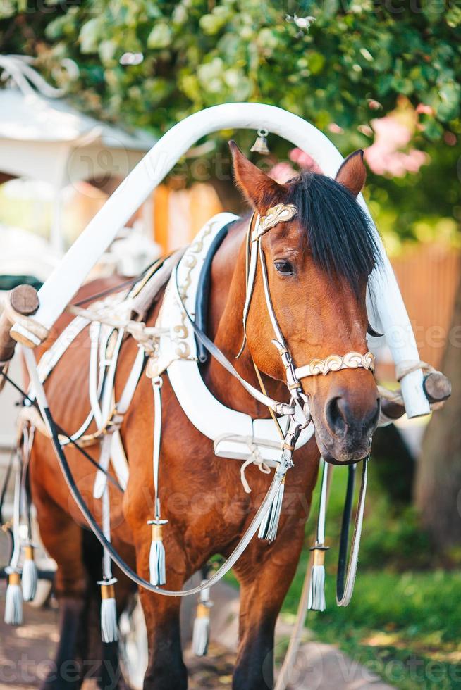 Traditional horse coach Fiaker in Europe photo