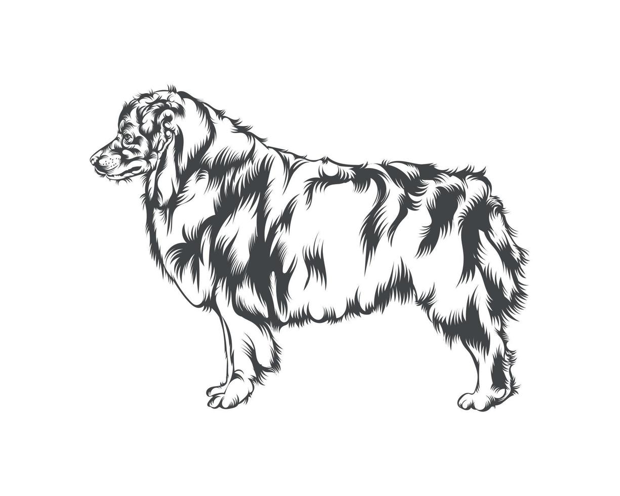Australian Shepherd Dog Face Black and White Vector