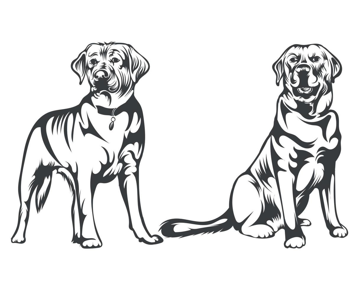 Black and White Retriever Dog Face illustration for t-shirt vector