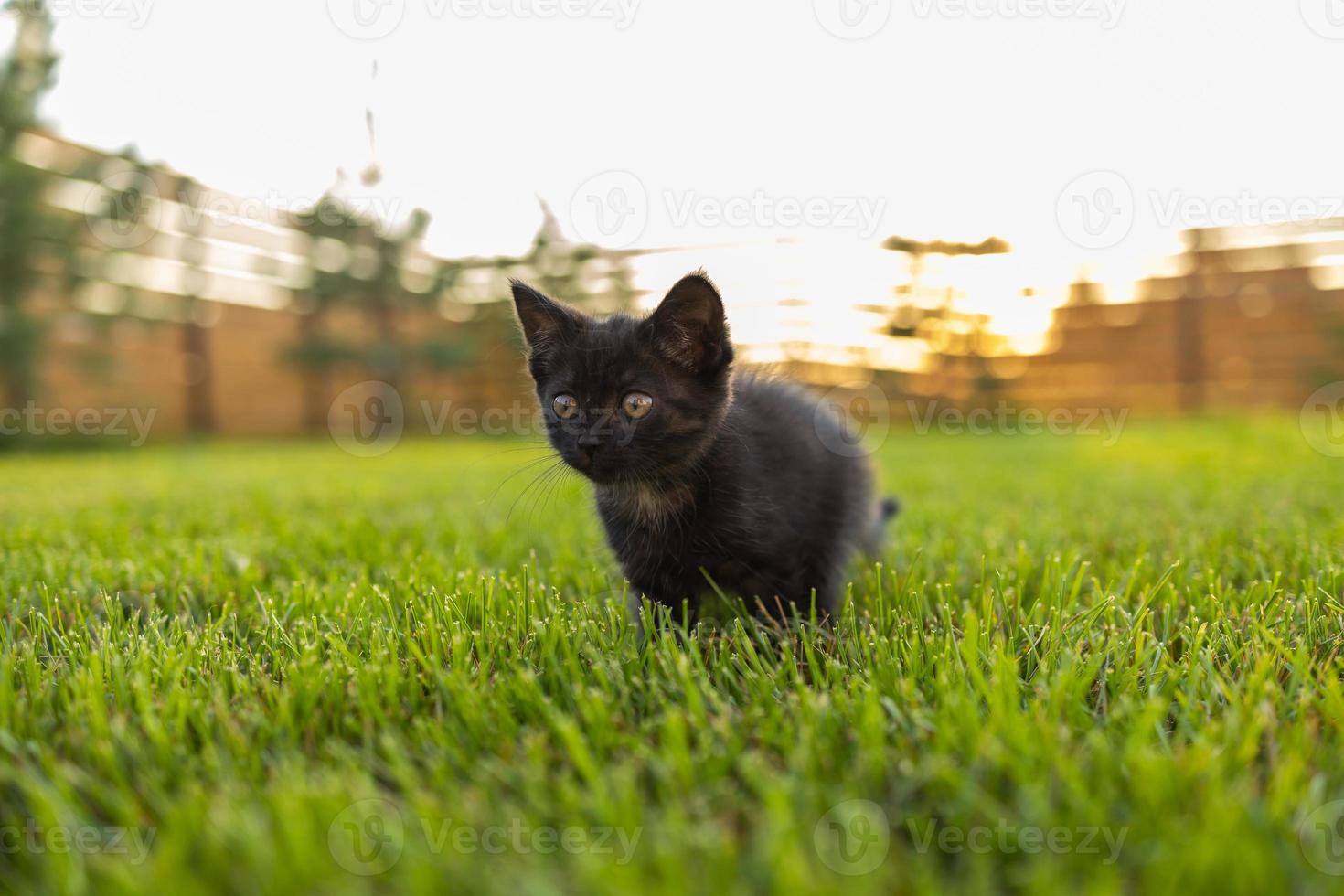 Black curiously kitten outdoors in the grass - pet and domestic cat concept photo