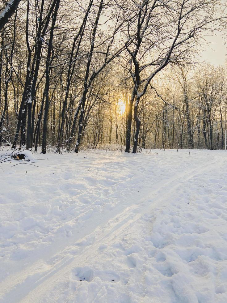 Winter sunset in snow covered park. Season and cold weather concept photo