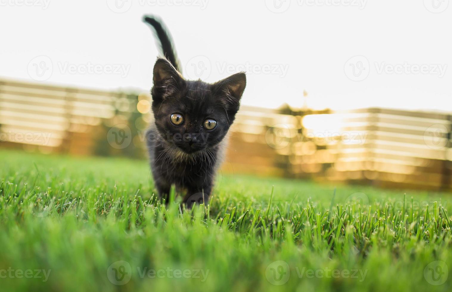 Black curiously kitten outdoors in the grass summer copy space - pet and domestic cat concept. Copy space and place for advertising photo