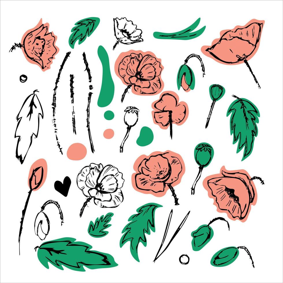 Poppies flower hand drawn vector collection