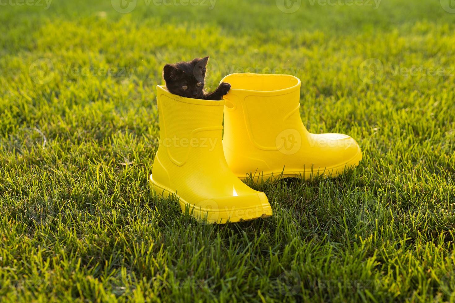 Funny black kitten sitting in yellow boot on grass. Cute image concept for postcards calendars and booklets with pet photo