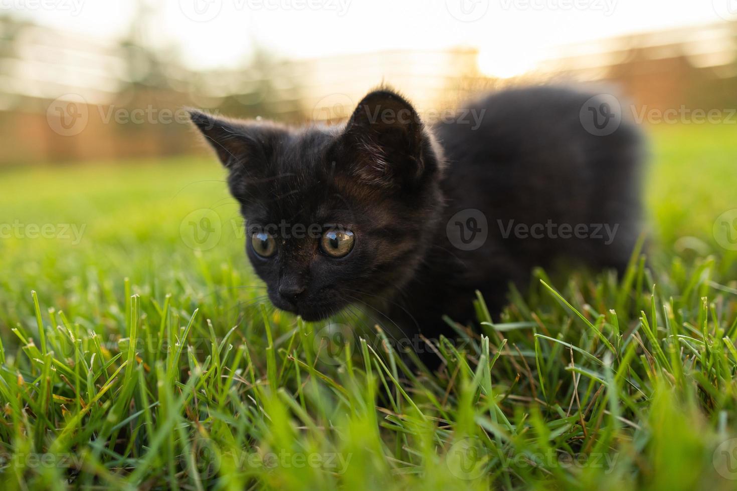 Black curiously kitten outdoors in the grass - pet and domestic cat concept photo