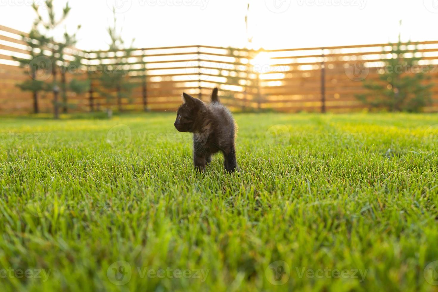 Black curiously kitten outdoors in the grass - pet and domestic cat concept. Copy space and place for advertising photo