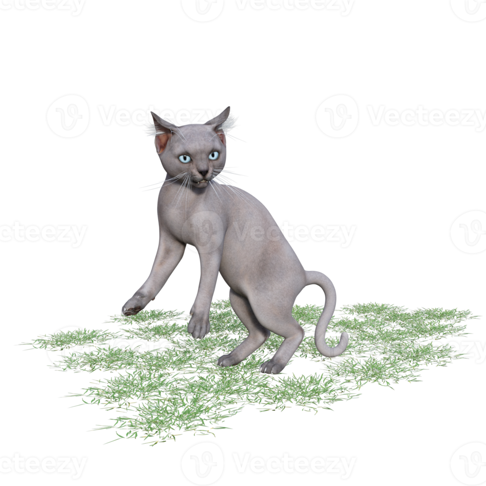 gato con hierba verde png