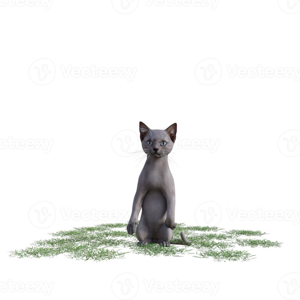 chat avec de l'herbe verte png