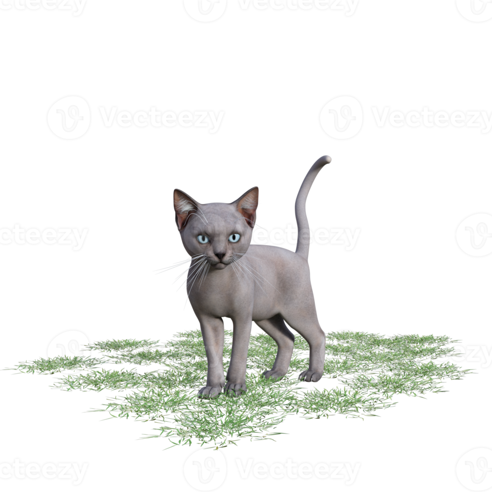 gato con hierba verde png