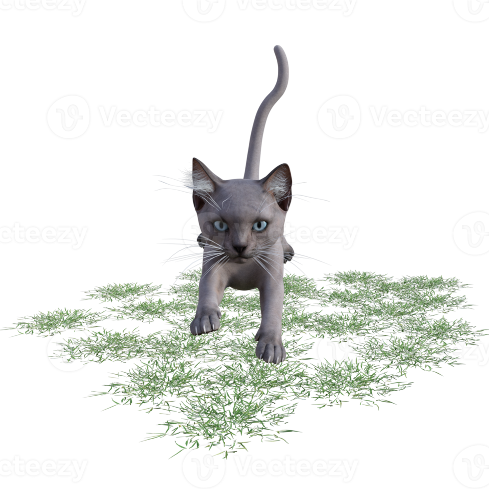 chat avec de l'herbe verte png