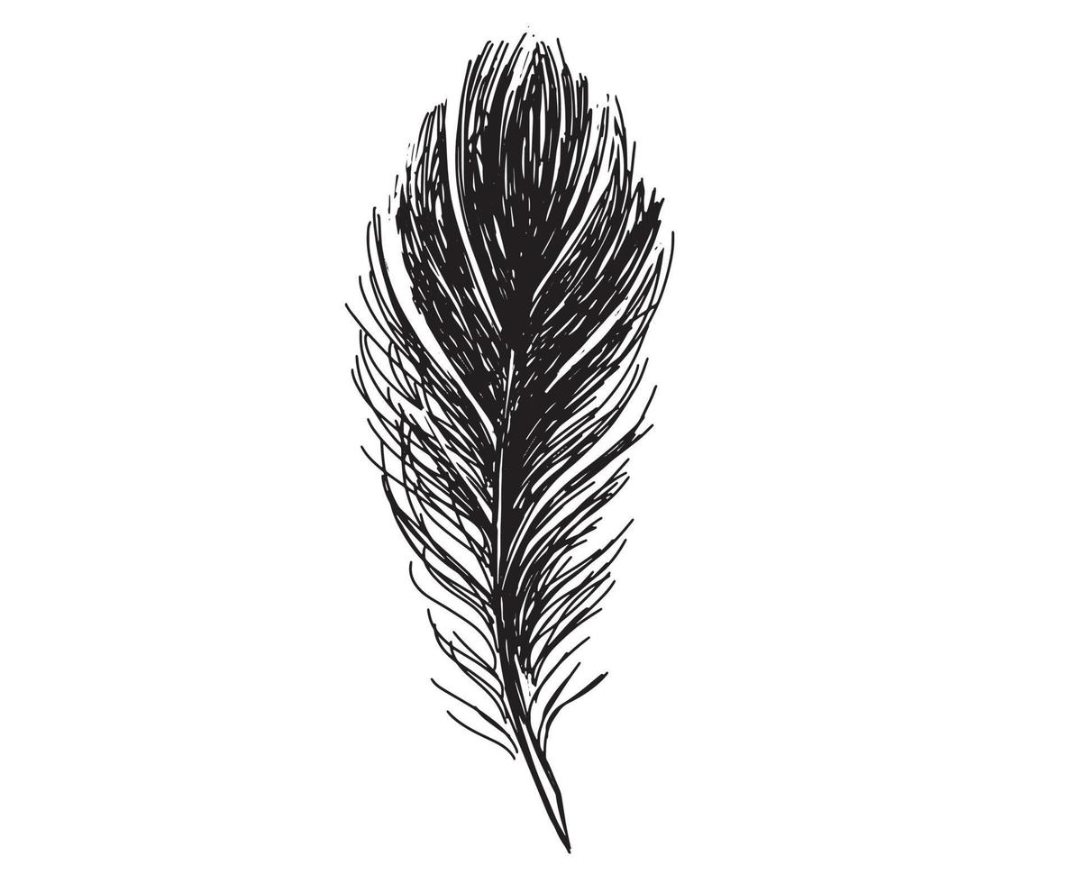 Feathers set on white background. Hand drawn sketch style. vector