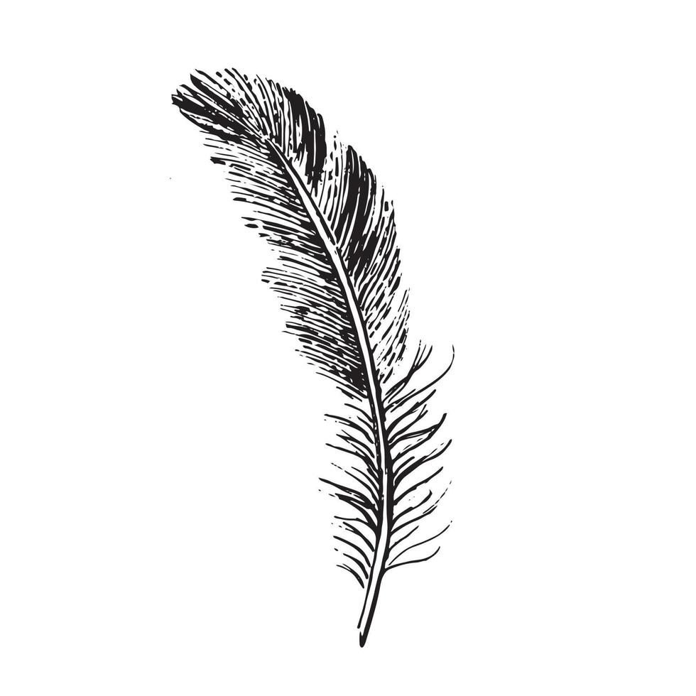 Feathers set on white background. Hand drawn sketch style. vector