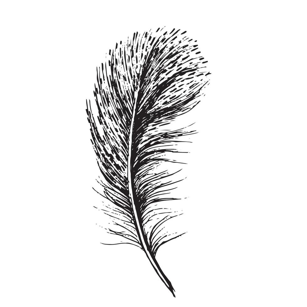 Feathers set on white background. Hand drawn sketch style. vector