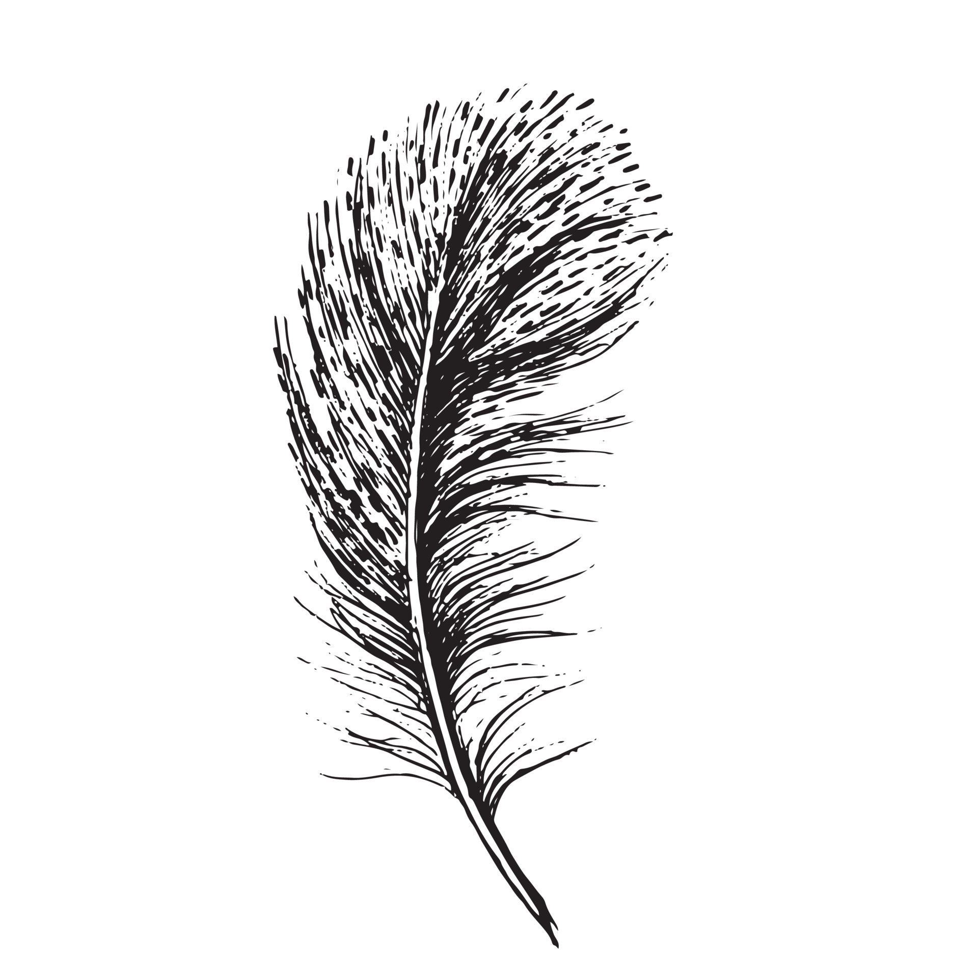 Feathers set on white background. Hand drawn sketch style. 17774449 ...