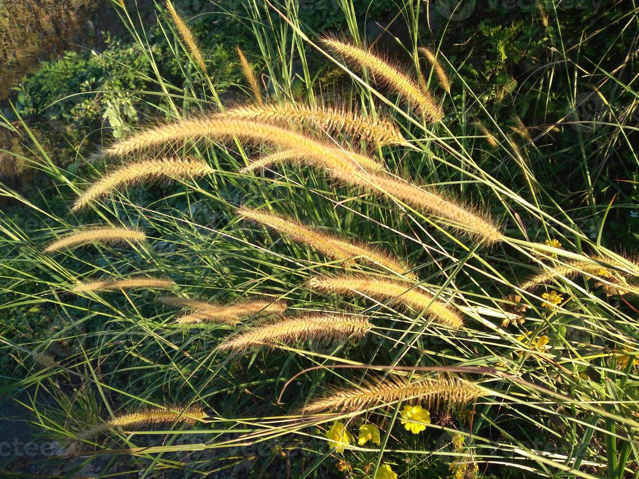 reeds are exposed to the morning sun and thrive in the forest suitable for a background or other photo