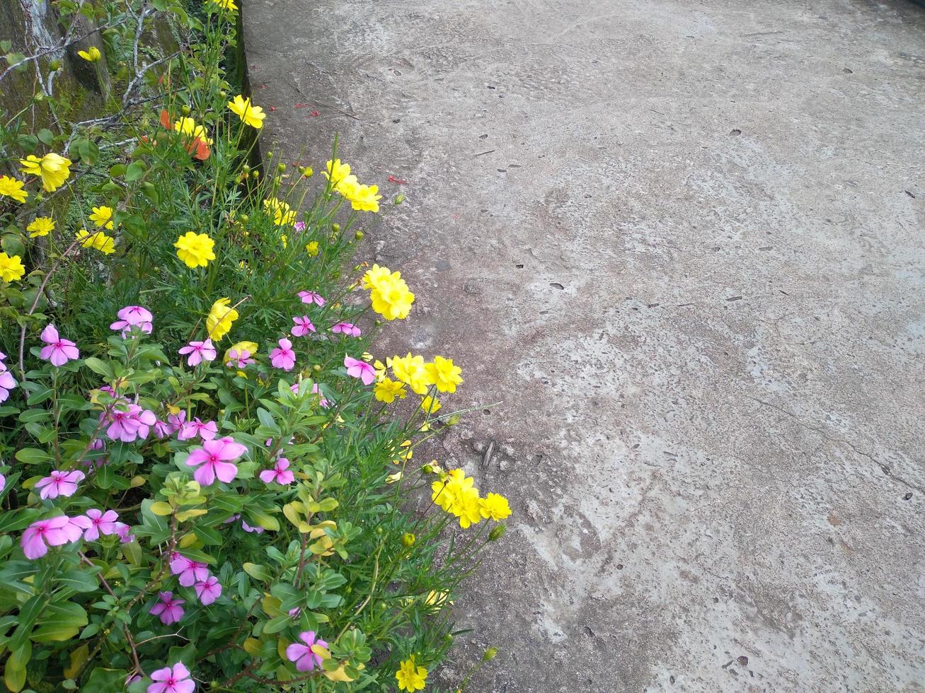 Yellow and pink flowers are blooming by the road photo