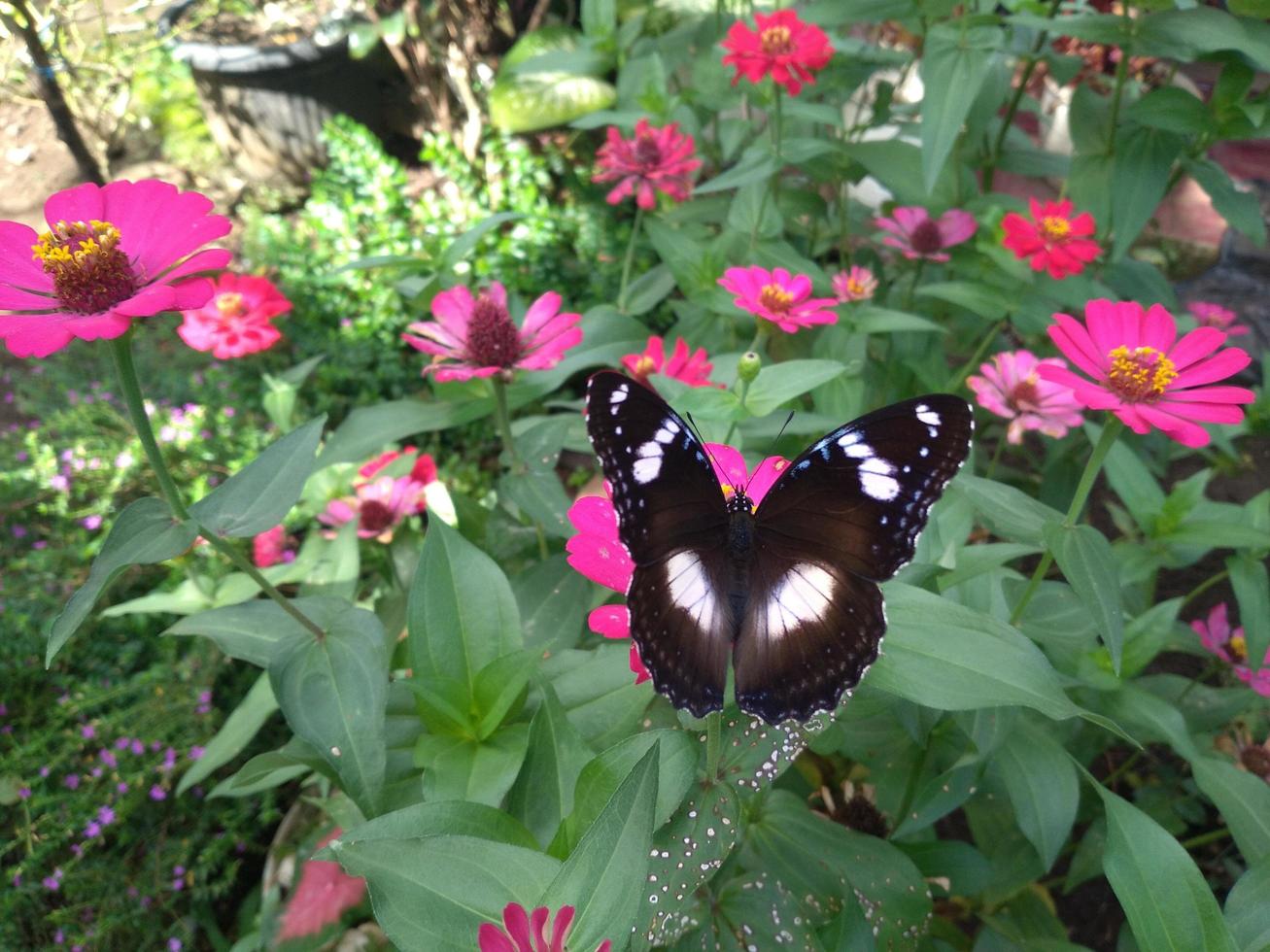 I took a picture of a butterfly perched on a flower in a flower garden. The butterfly pattern looks very pretty photo