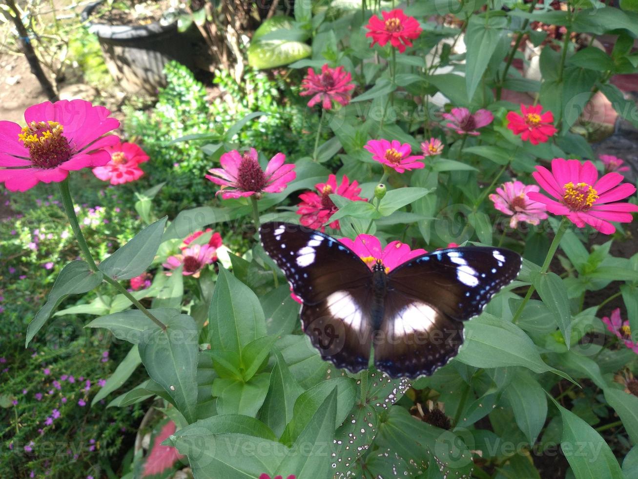 I took a picture of a butterfly perched on a flower in a flower garden. The butterfly pattern looks very pretty photo