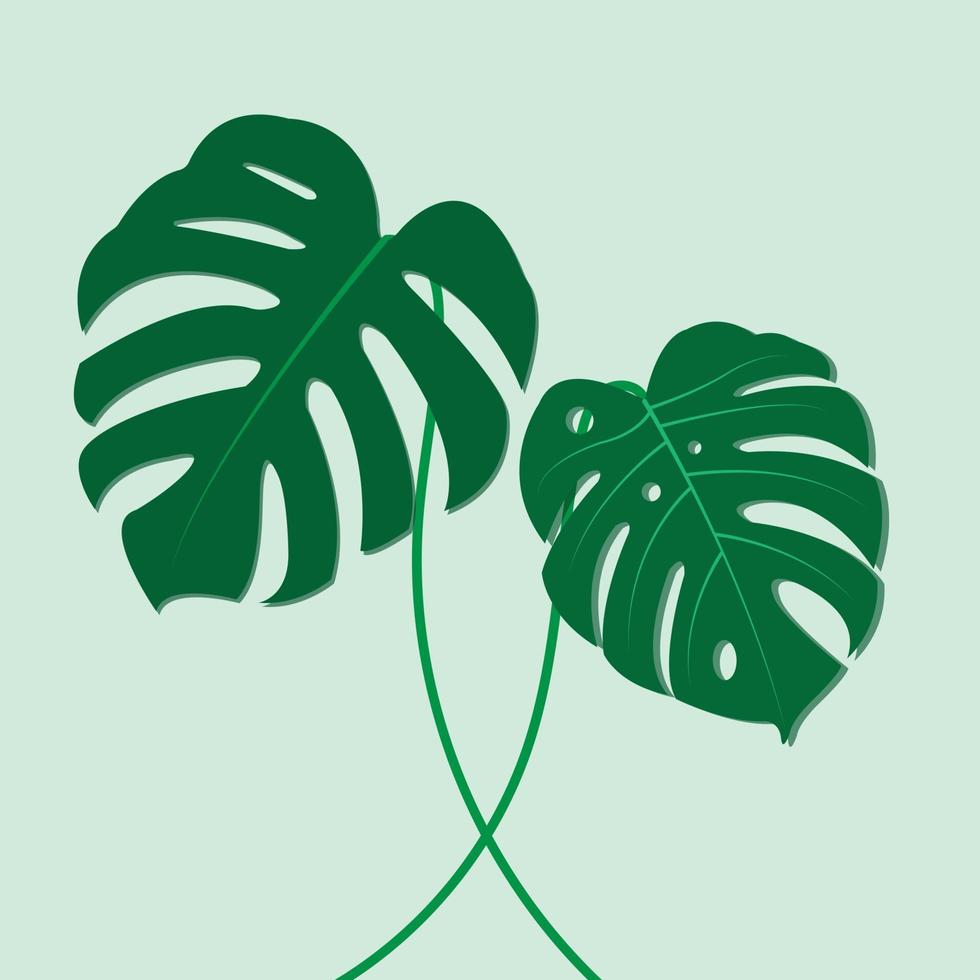 el diseño es moderno y exótico para la hoja verde monstera de la naturaleza en la jungla botánica de verano para el fondo de la pancarta, la decoración, el marco y la ilustración. vector