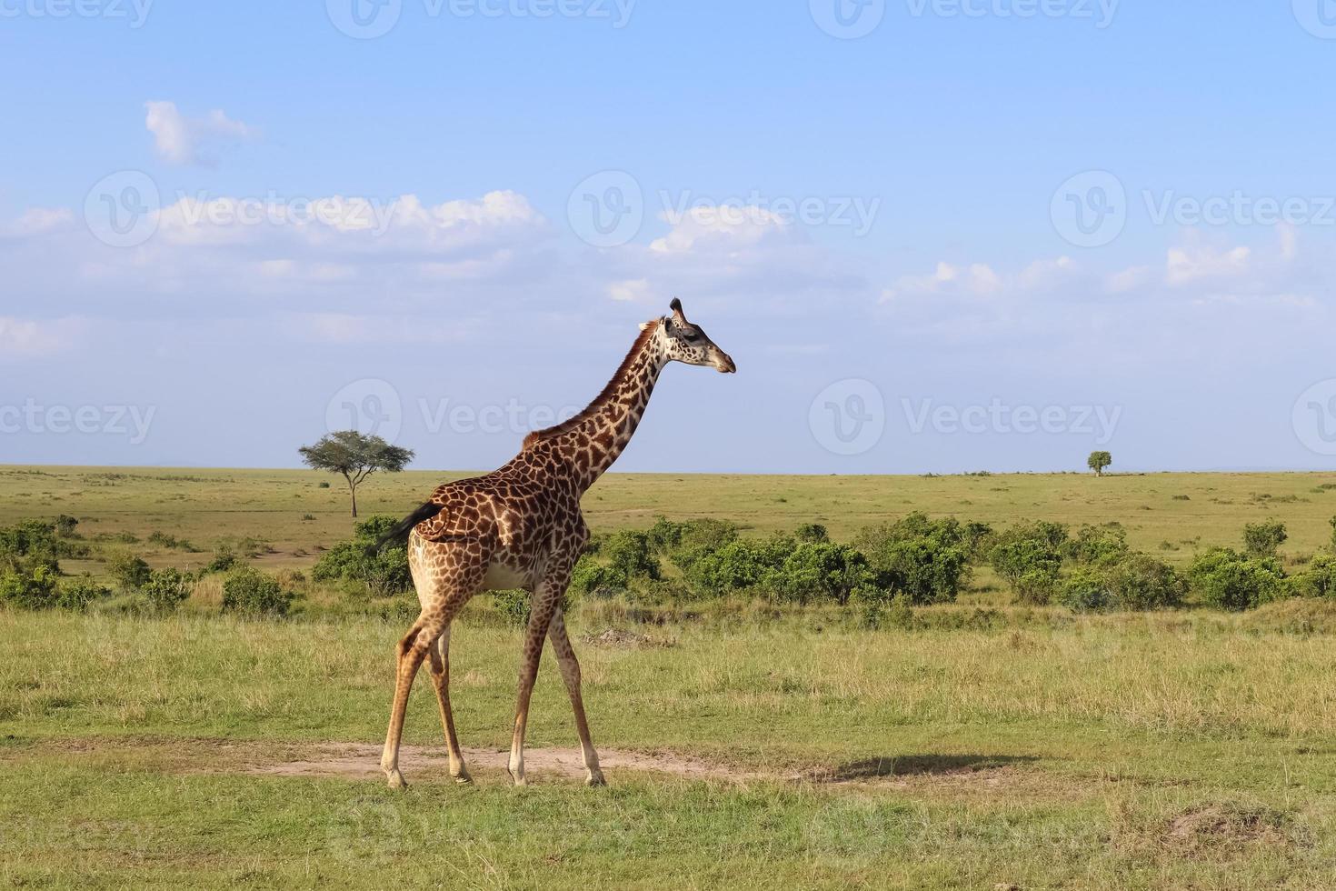 Beautiful giraffe in the wild nature of Africa. photo