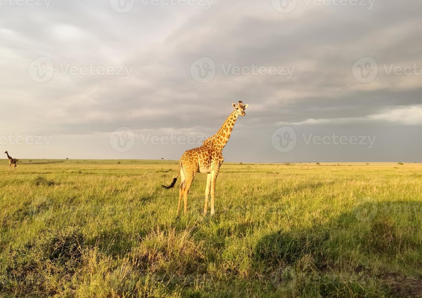 Beautiful giraffe in the wild nature of Africa. photo