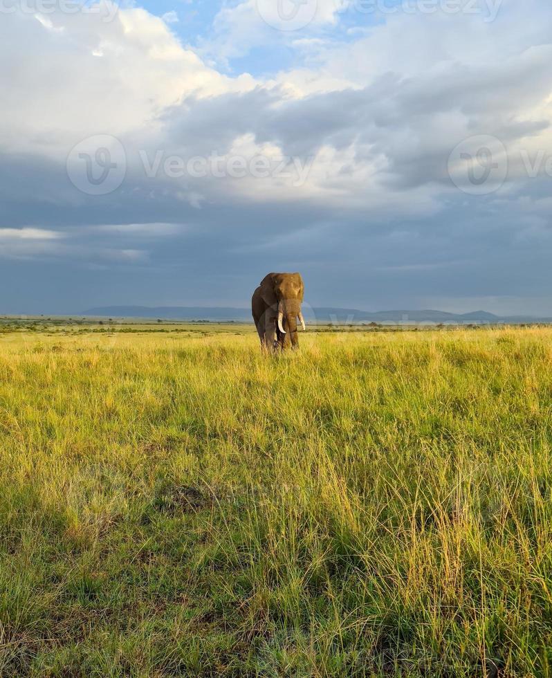Wild elephants in the bushveld of Africa on a sunny day. photo