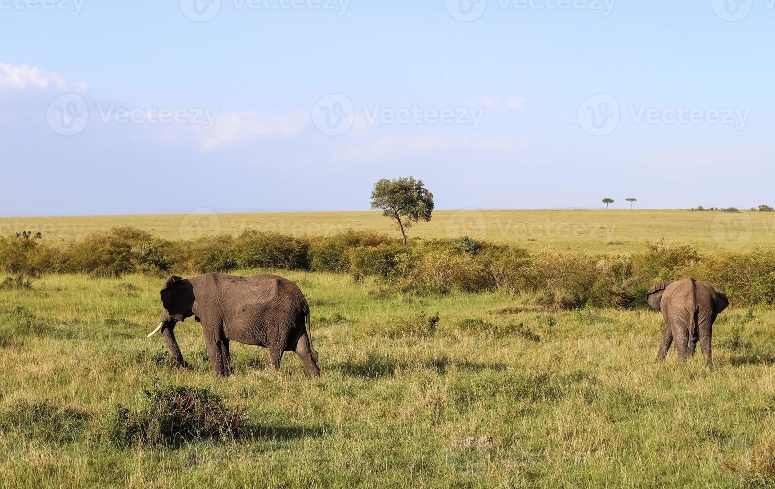 Wild elephants in the bushveld of Africa on a sunny day. photo