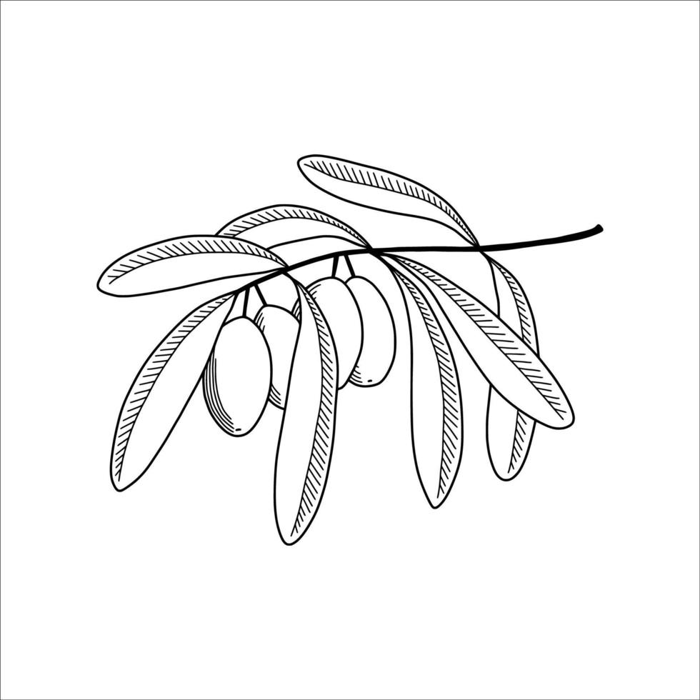 Olive tree branch in sketch style. Vector illustration.