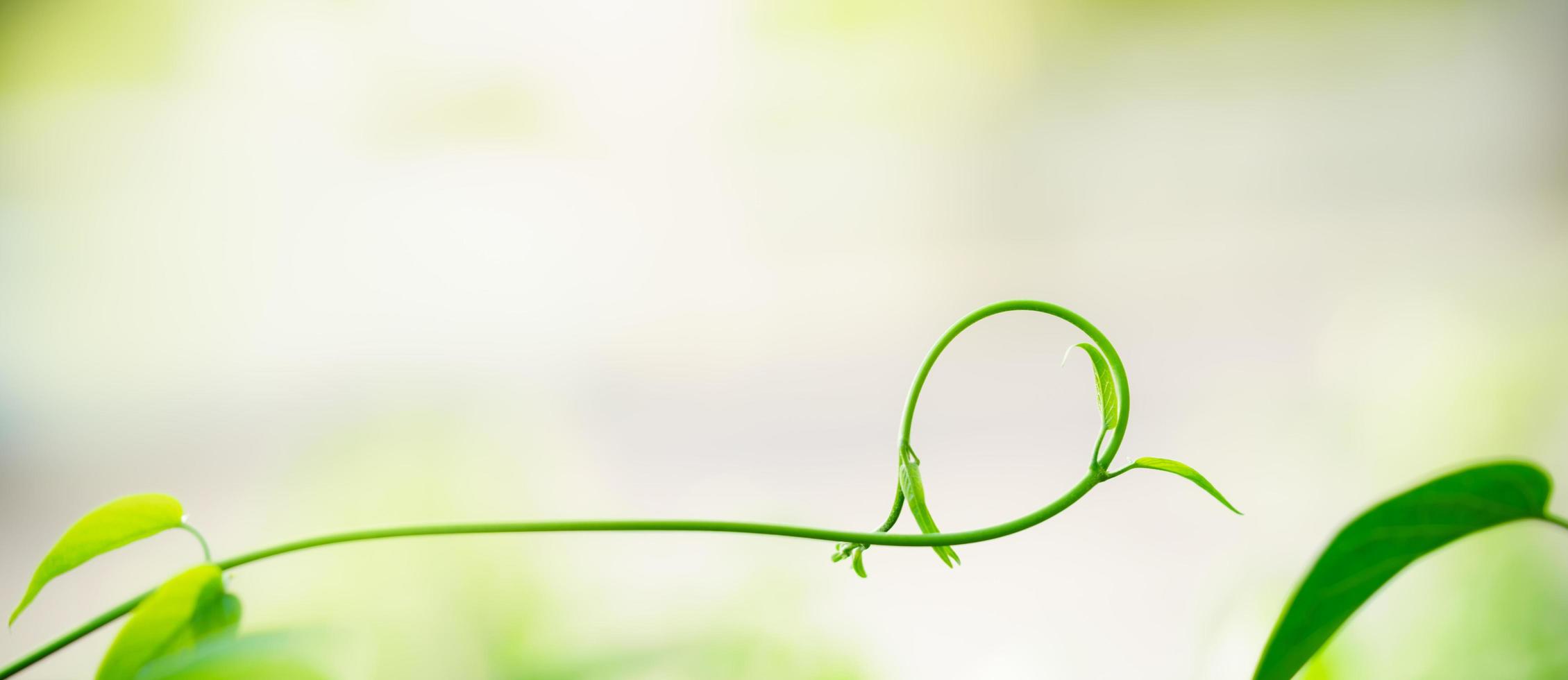 Closeup of beautiful nature view young green leaf on blurred greenery background in garden with copy space using as background cover page concept. photo