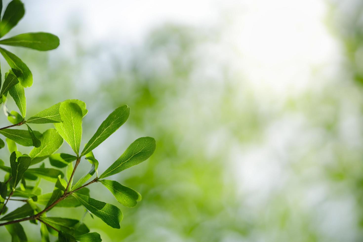 hermosa naturaleza vista hoja verde sobre fondo verde borroso bajo la luz del sol con bokeh y espacio de copia utilizando como fondo el paisaje de plantas naturales, concepto de papel tapiz ecológico. foto