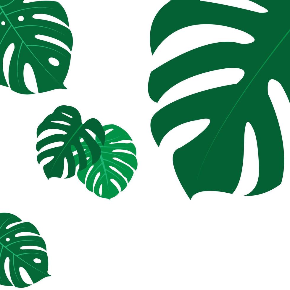 The design is trendy and exotic for the leaf monstera green of nature in the summer botanical jungle for the banner background, decoration, frame, and for illustration. vector