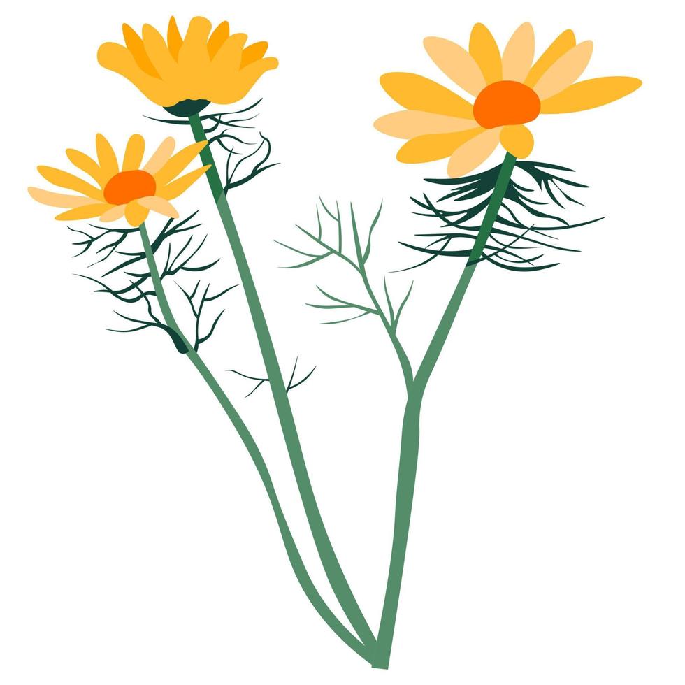 Calendula flower, medical herb spring blossom vector