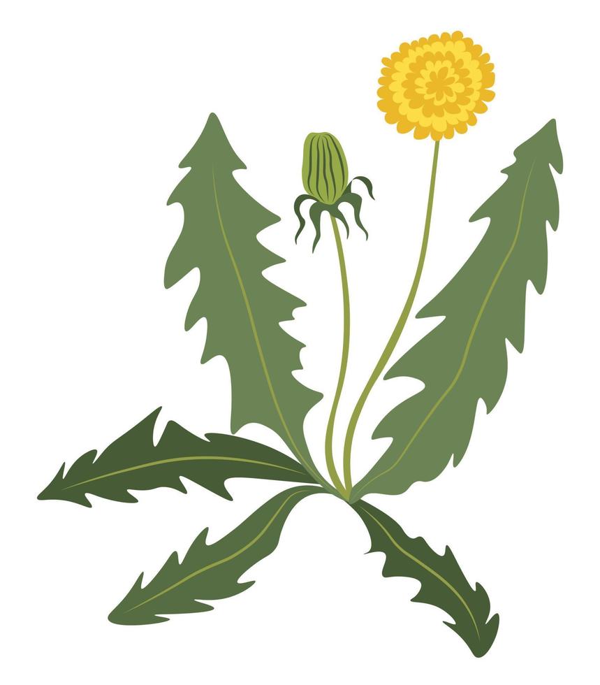 Dandelion flower bush, grass flourishing flower vector