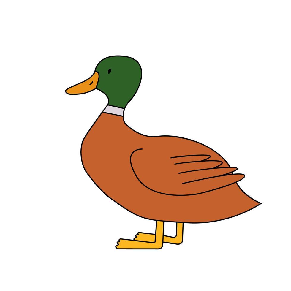 Cute duck with green head standing. Vector illustration isolated on white background. Farm animal